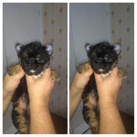 Yorkshare macho micrisismo