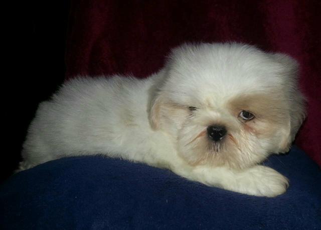 Machinho de Shih tzu