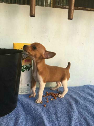 Pinscher 1 fêmea
