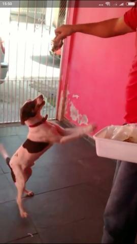 Procuro meu cachorro