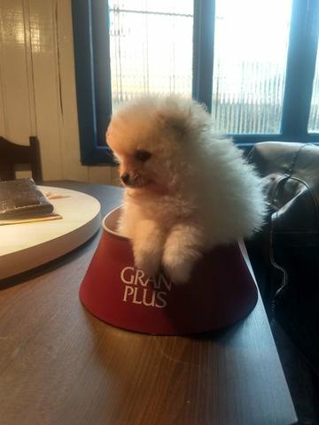 Spitz alemão fêmea anão