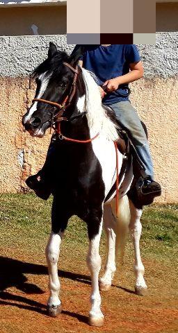 Cobertura de Mangalarga Paulista Registrado