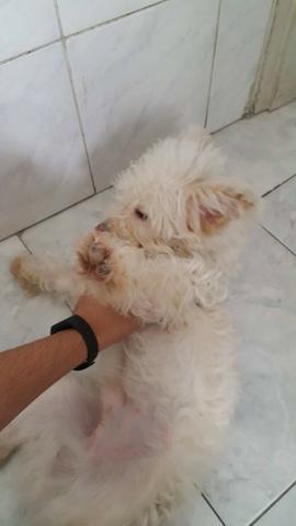 Doação de cachorro