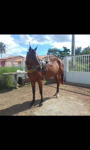 Egua iniciando na vaquejada