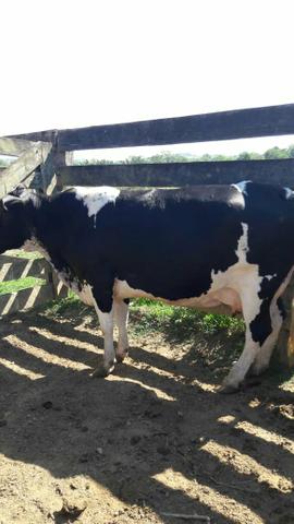 Gado Leiteiro Girolando