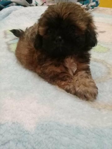 Lhasa apso a pronta entrega