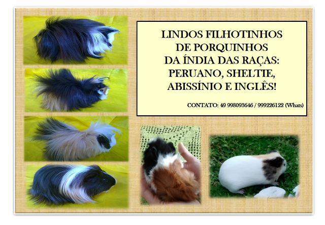 Lindos Porquinhos da Índia - Sheltie e Peruano
