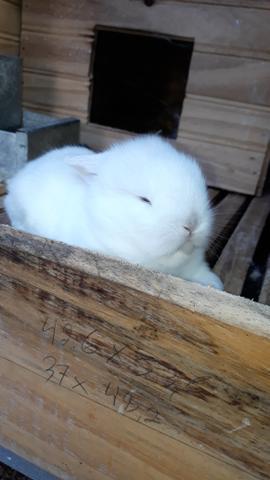 Mini coelho American Fuzzy Lop