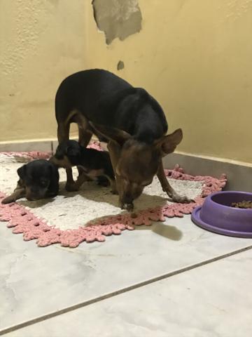 Vendo Pinscher 1