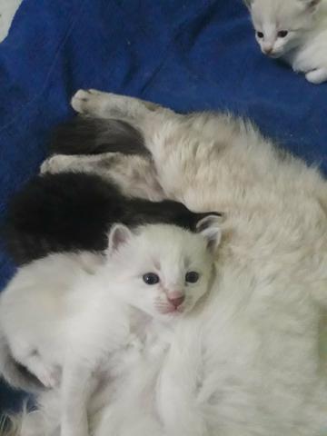 Doação gatinhas brancas fêmeas