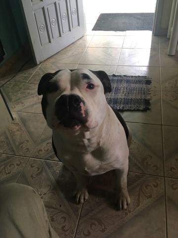 Linda fêmea pitbull cm os pais no local top