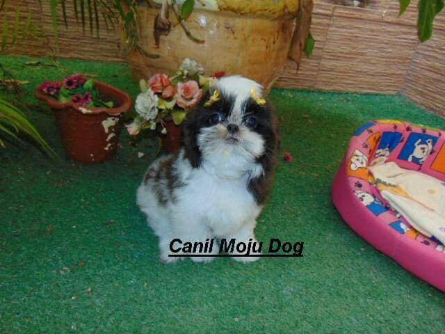 Shih tzu femea em 12x pedigree vacina entregamos