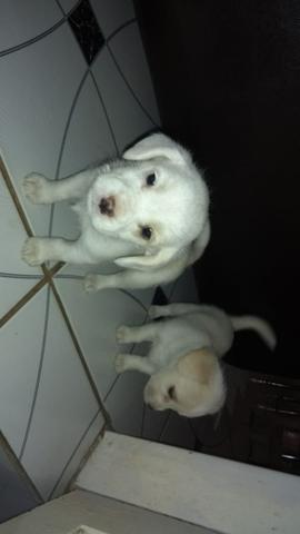 Poodle Vacinados e Vermifugados