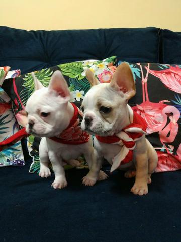 Buldog Francês fêmea disponível