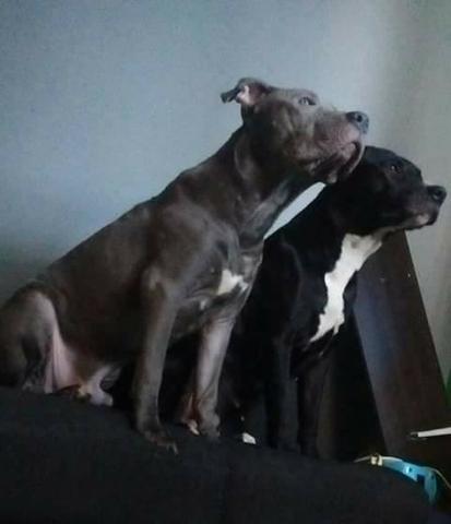 Doa-se PitBull Com Pedigree!