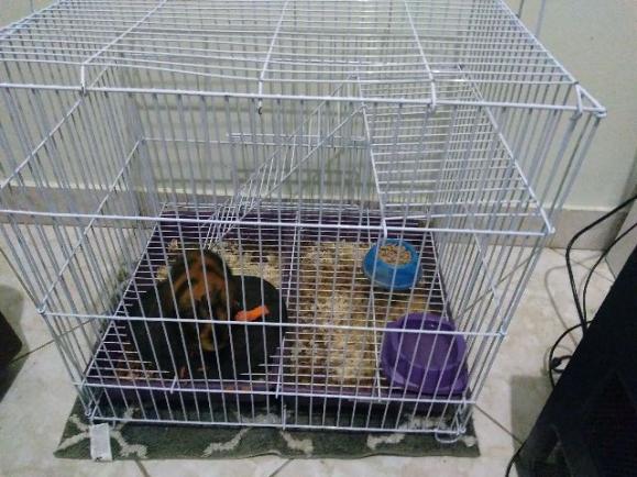 Gaiola e porquinho da Índia