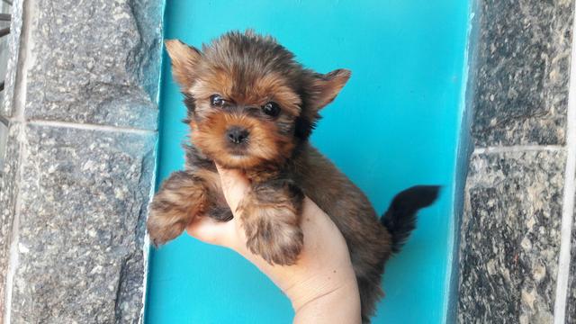 IMPERDÍVEL promoção 599 Yorkshire o da foto focinho curtinho