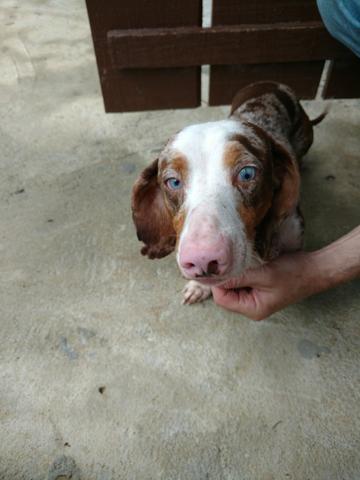 Lindo macho de basset arlequim
