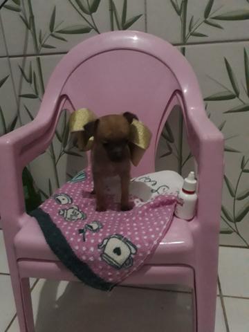 Pinscher Zerinho (Tão pequena que surpreende)