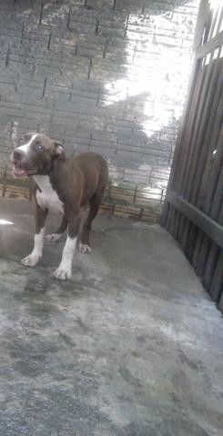 Pitbull! Pais puros