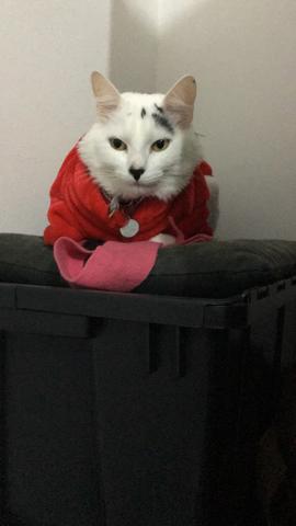 Roupinhas para Pet Cachorro ou gato