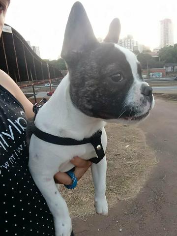Vendo meu bulldog francês