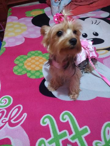 Banho e tosa na parte intima a domicílio