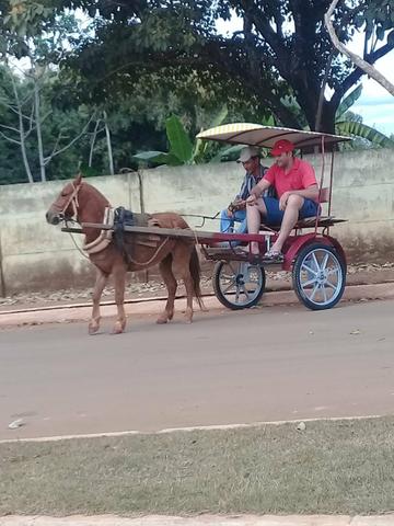 Cavalo Pikira Manso