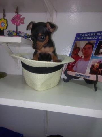 Pinscher
