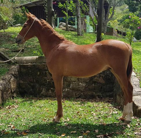 Potro Mangalarga Marchador