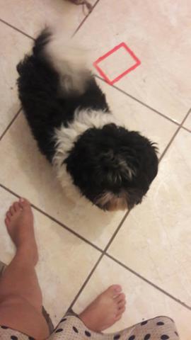 Shitzu Macho com um aninho