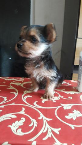 Yorkshire Terrier Micro Baby Face