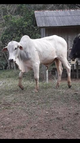 Boi nelore po