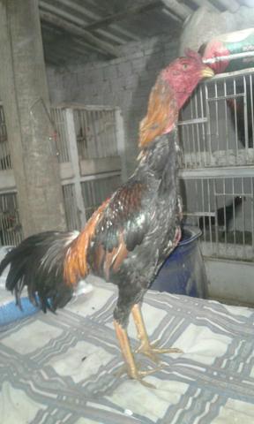 Frango fino de 11 messes