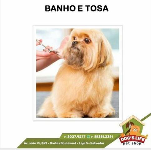 Banho em Cachorro de até 10Kg (Poodle, Shih Tzu, Yorkshire, Maltês, Lhasa Apso etc)