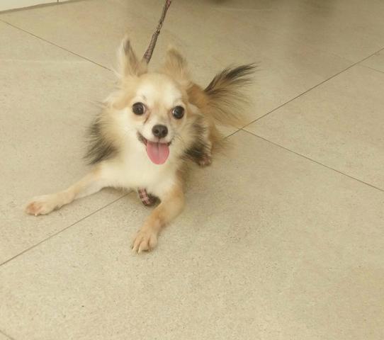 Chihuahua Fêmea Pêlo longo