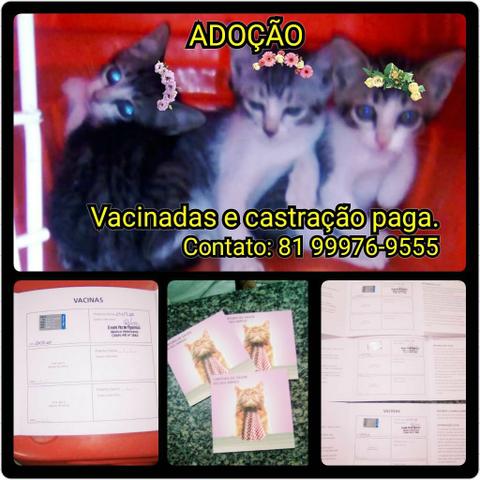 Lindas Gatinhas para adoção