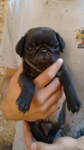 Pug Black