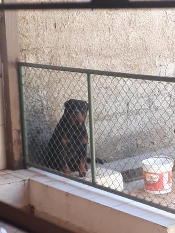 Rottwieler Cabeça de touro