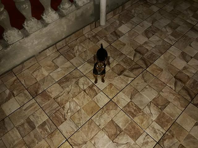 Vende-se Pinscher