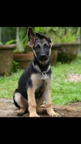 Vendo 1 cachorra pastor alemão