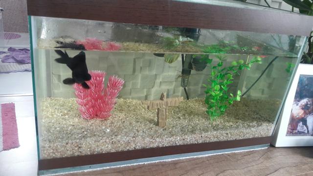 Vendo aquário completo