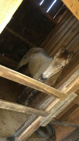 Égua mestiça quarto de milha