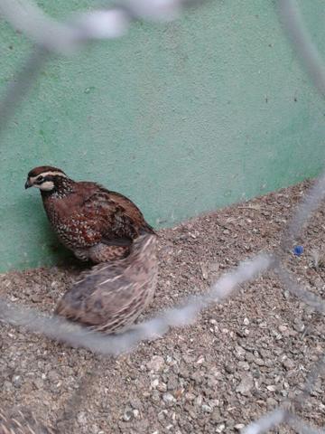 Codorna Bob White macho