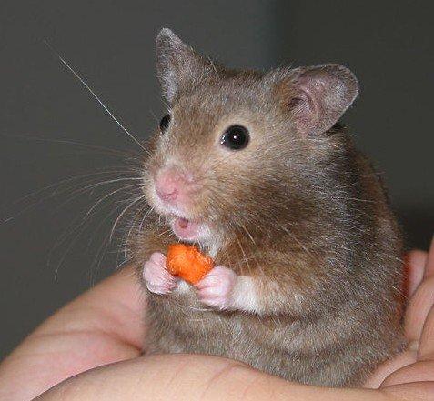 Hamster sirio