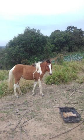 Potra pampa de 1 ano e 1 mes