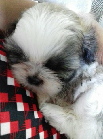 Vendas de cachorros Shitzu só temos macho com 30 dias