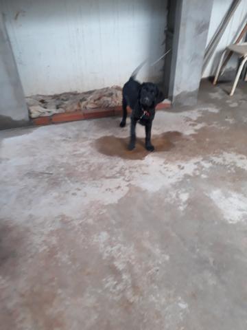 Vendo uma cachorra da raça labrador
