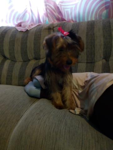 Vendo uma linda York fêmea