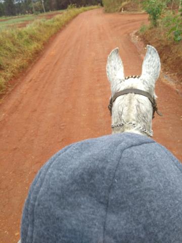 Égua mm pura marcha picada
